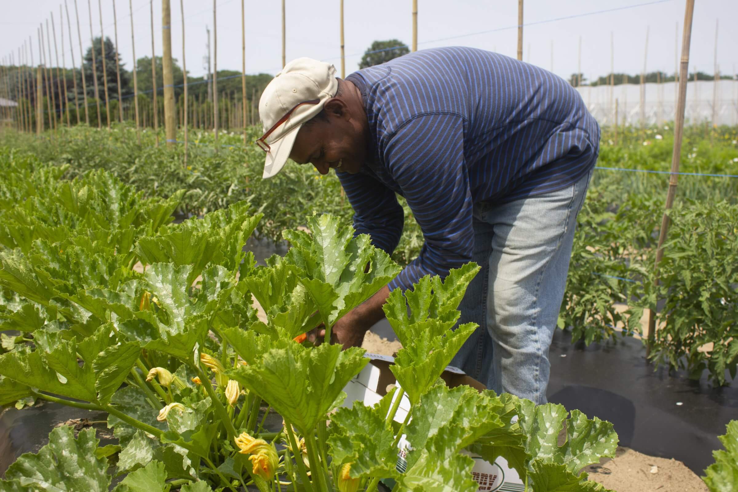 male migrant worker bending over to work on crops