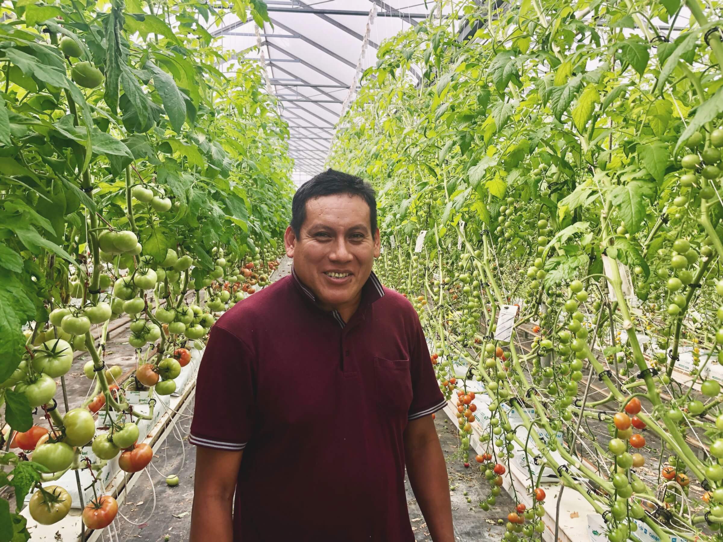 male migrant worker posing for camera in greenhouse