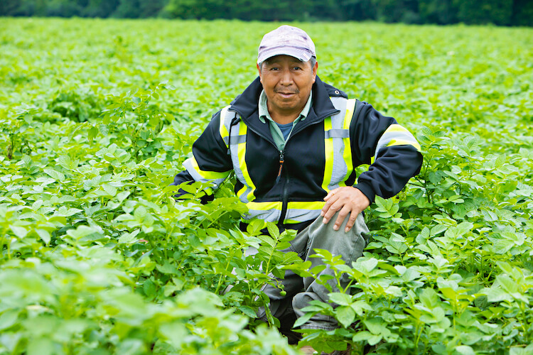 Antonio (Tony), Seasonal Agricultural Worker from Mexico, working on a vegetable farm
