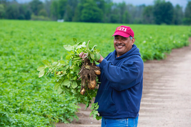 male migrant worker smiles for the camera while holding potato plants