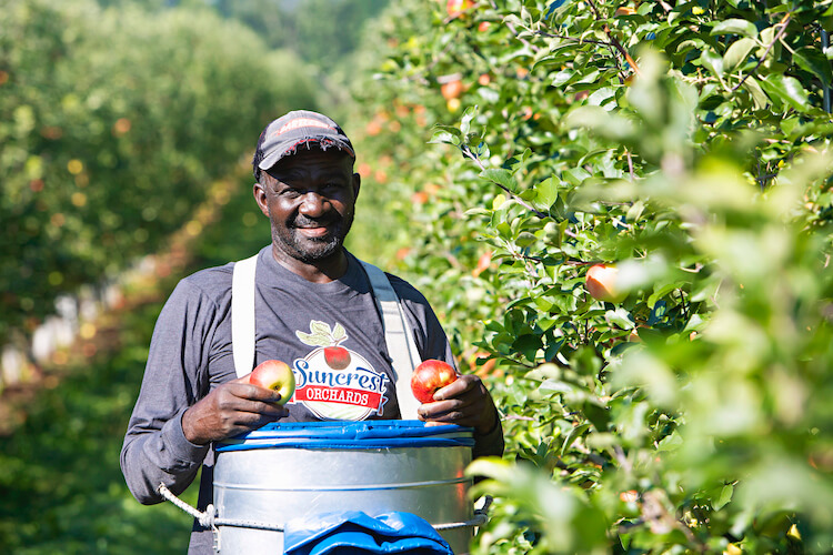 male migrant worker smiling for camera while holding apples