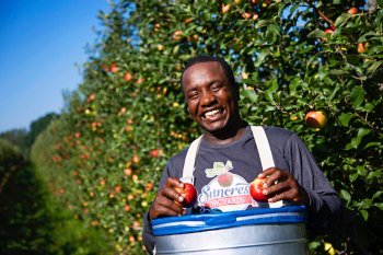 Migrant worker in an orchard picking apples