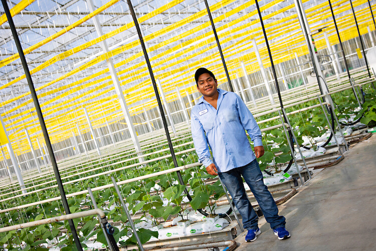 Migrant worker standing in a greenhouse