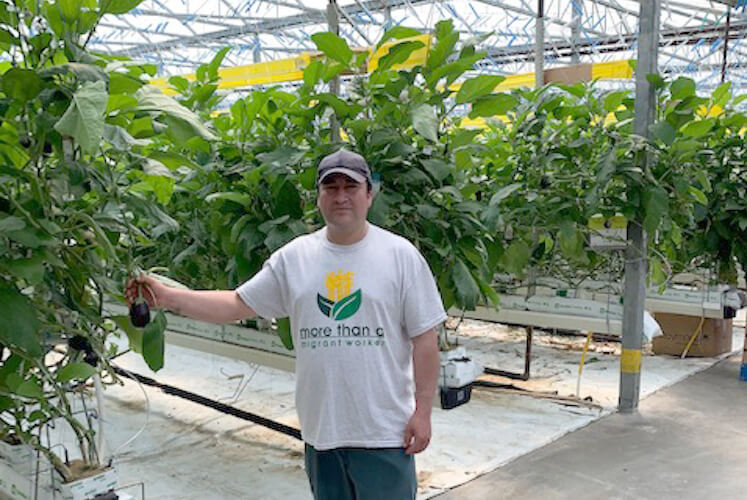 migrant worker looks at camera while standing in greenhouse