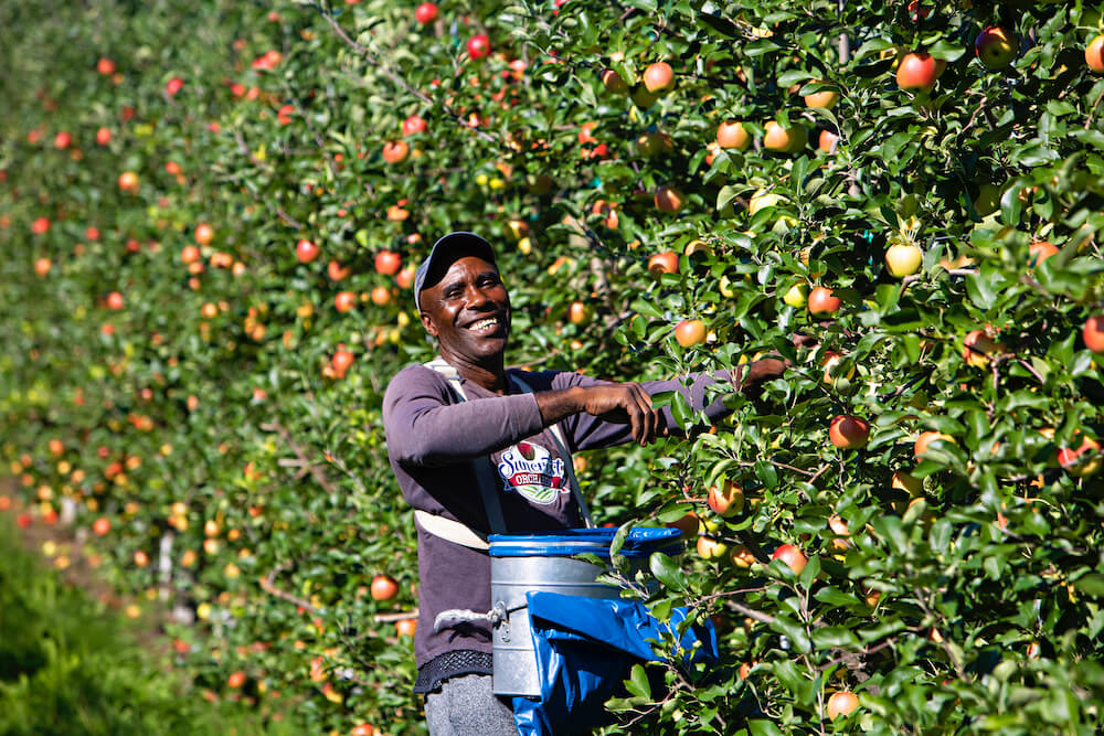 male migrant worker smiles in apple orchard