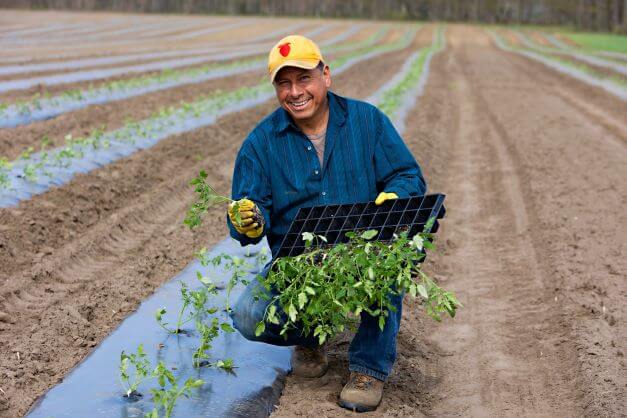 male migrant worker kneels in farm field