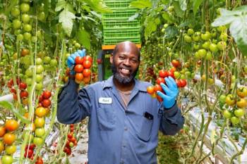 migrant worker holding greenhouse tomatoes