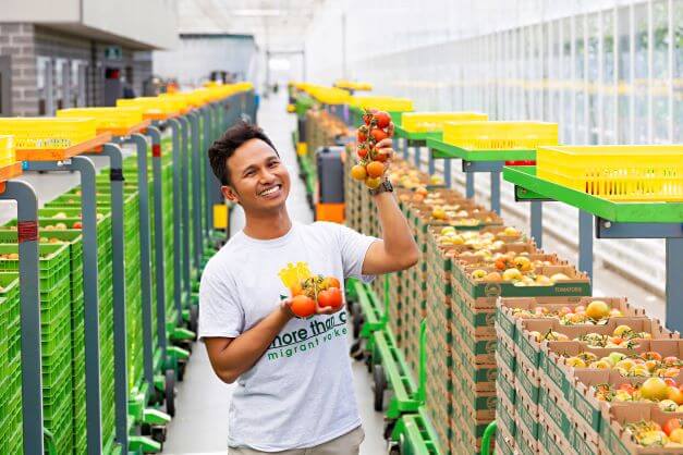 male worker smiling while holding tomatoes