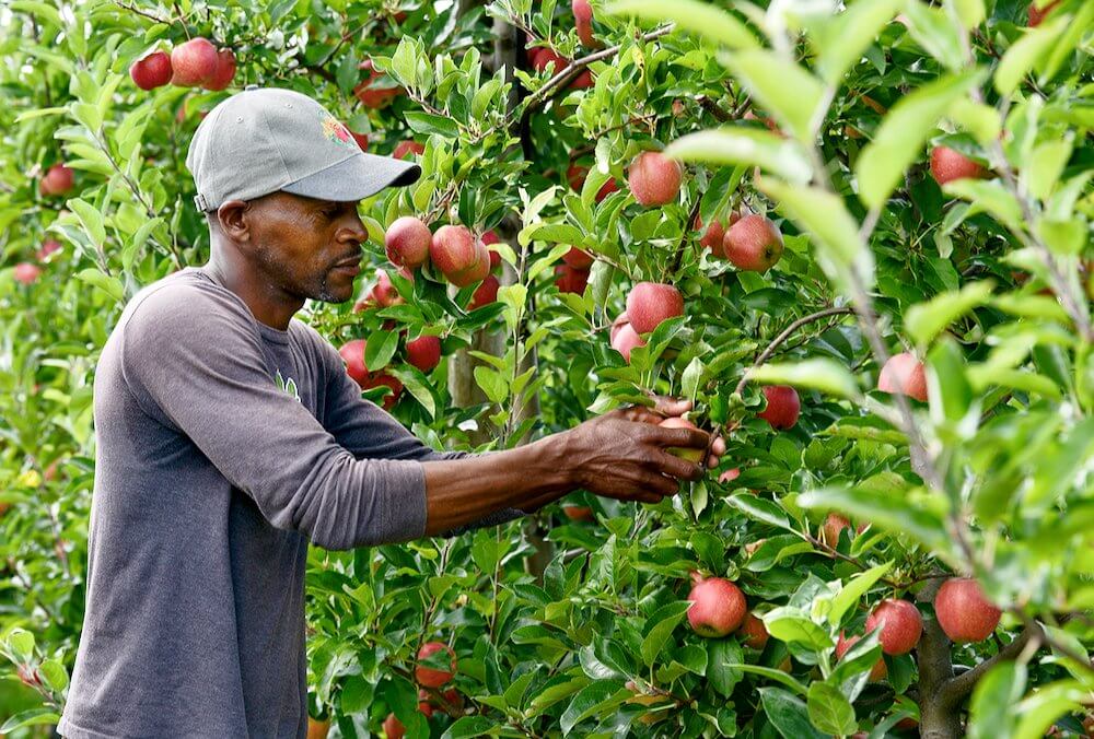 farm worker picking apples