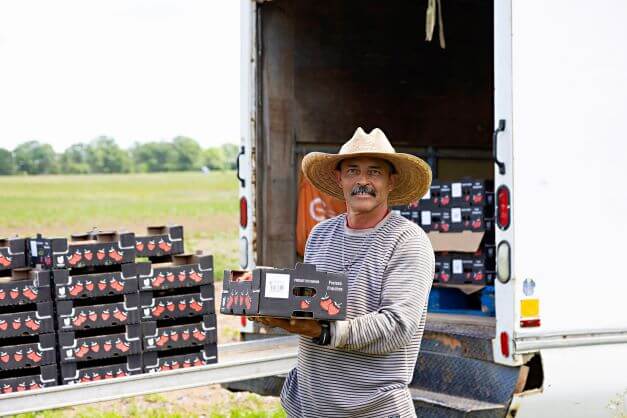 male seasonal agricultural worker holding box of strawberries