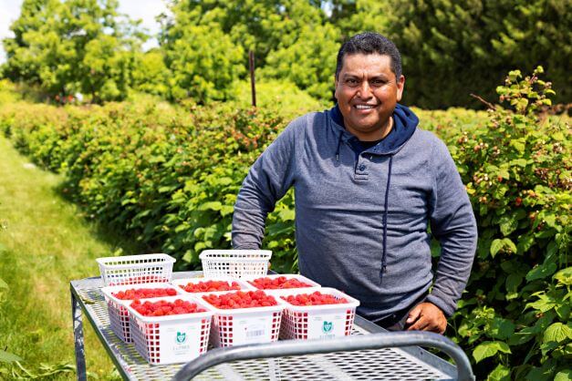 Male worker smiling for camera with raspberries