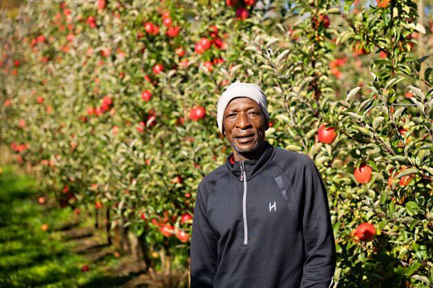 male employee smiling for camera in apple orchard