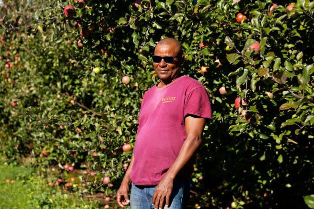 male farm employee standing in apple orchard