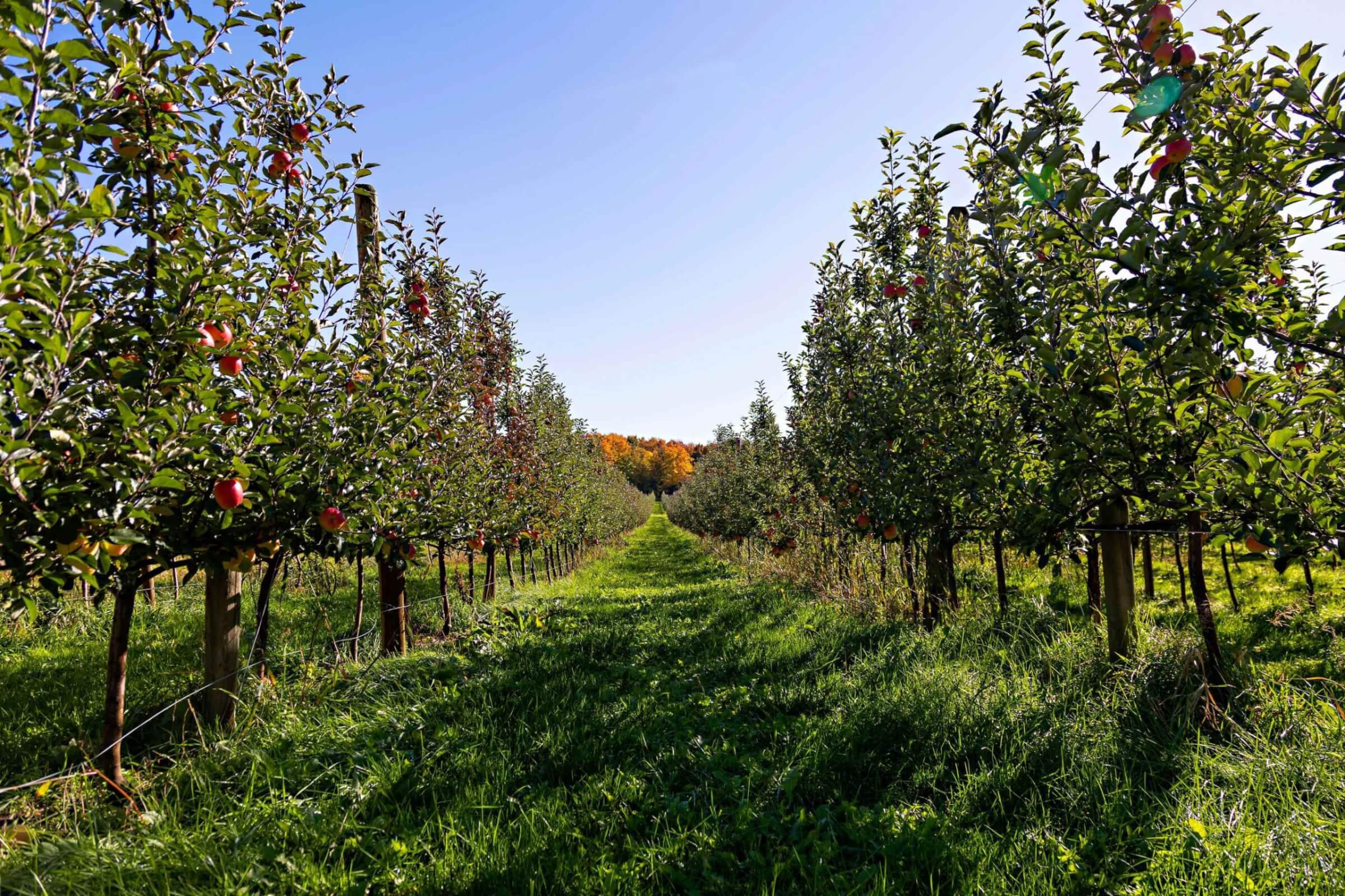 apple orchard