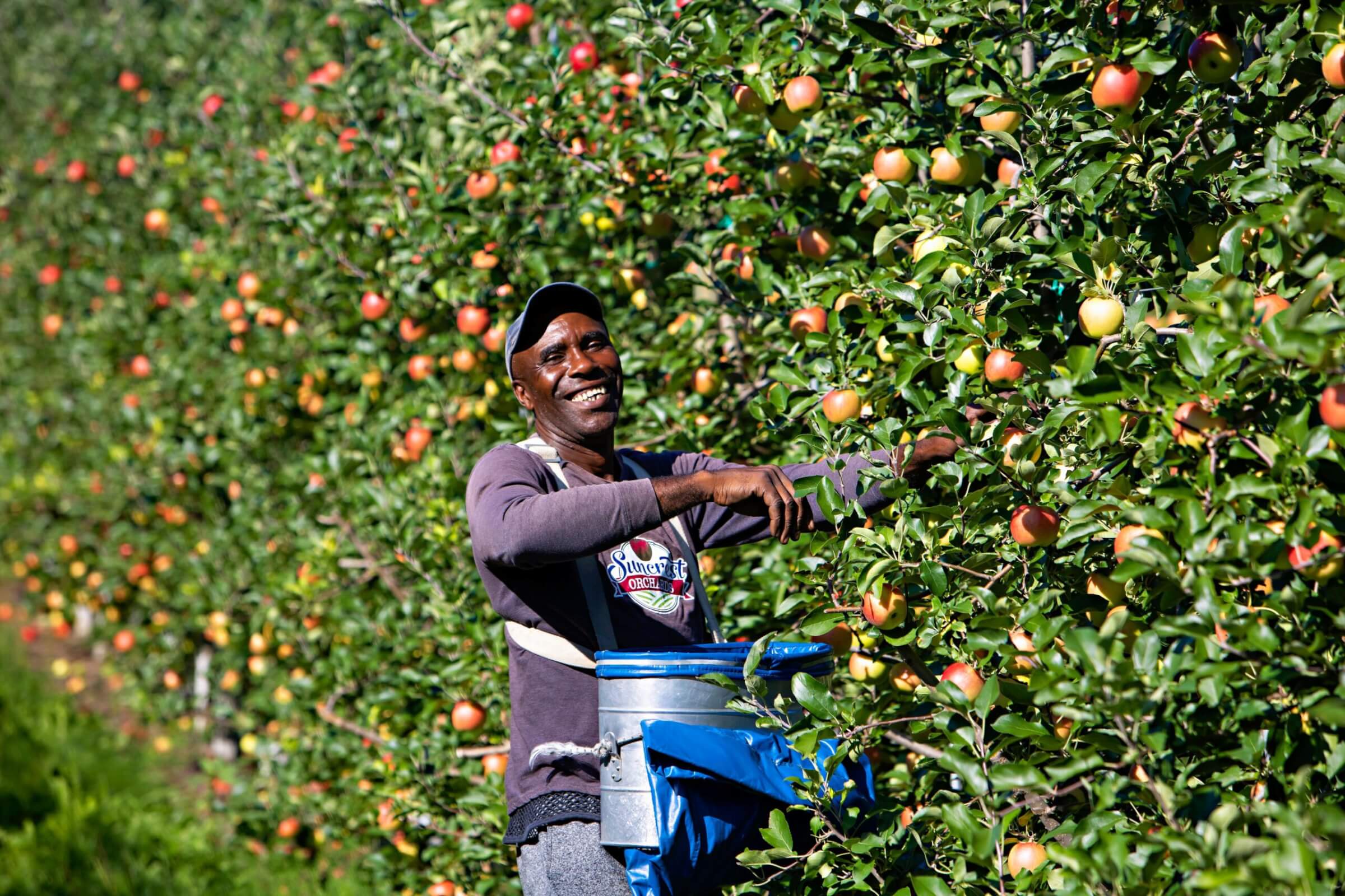 apple orchard employee smiling for camera