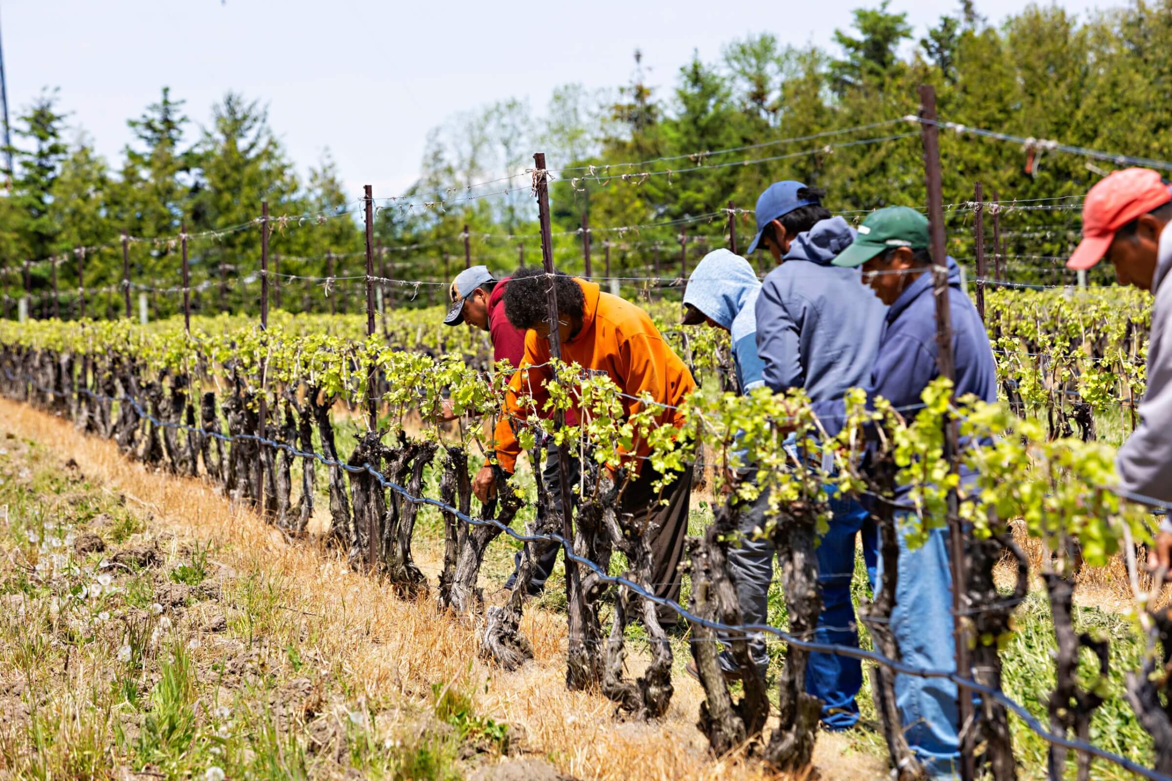 agriculture workers in field