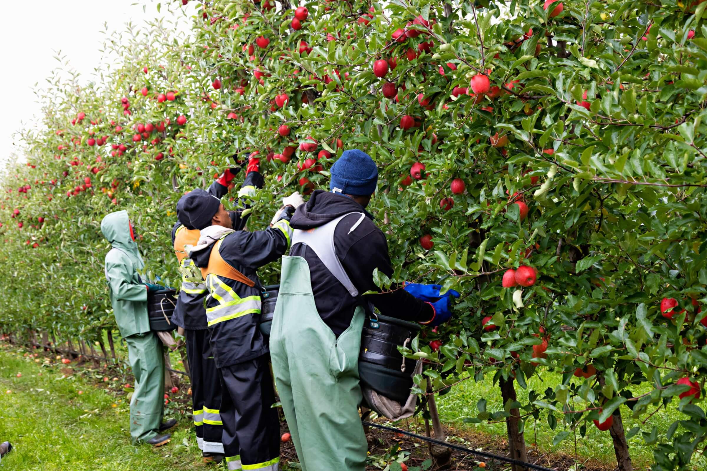 apple pickers in orchard