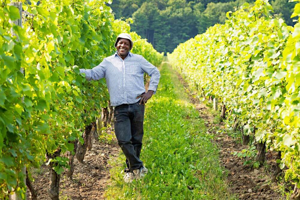Jamaican worker standing in vineyard