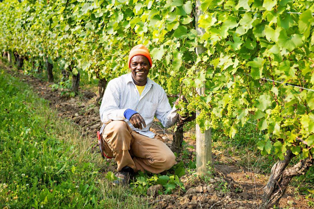 Jamaican man in vineyard